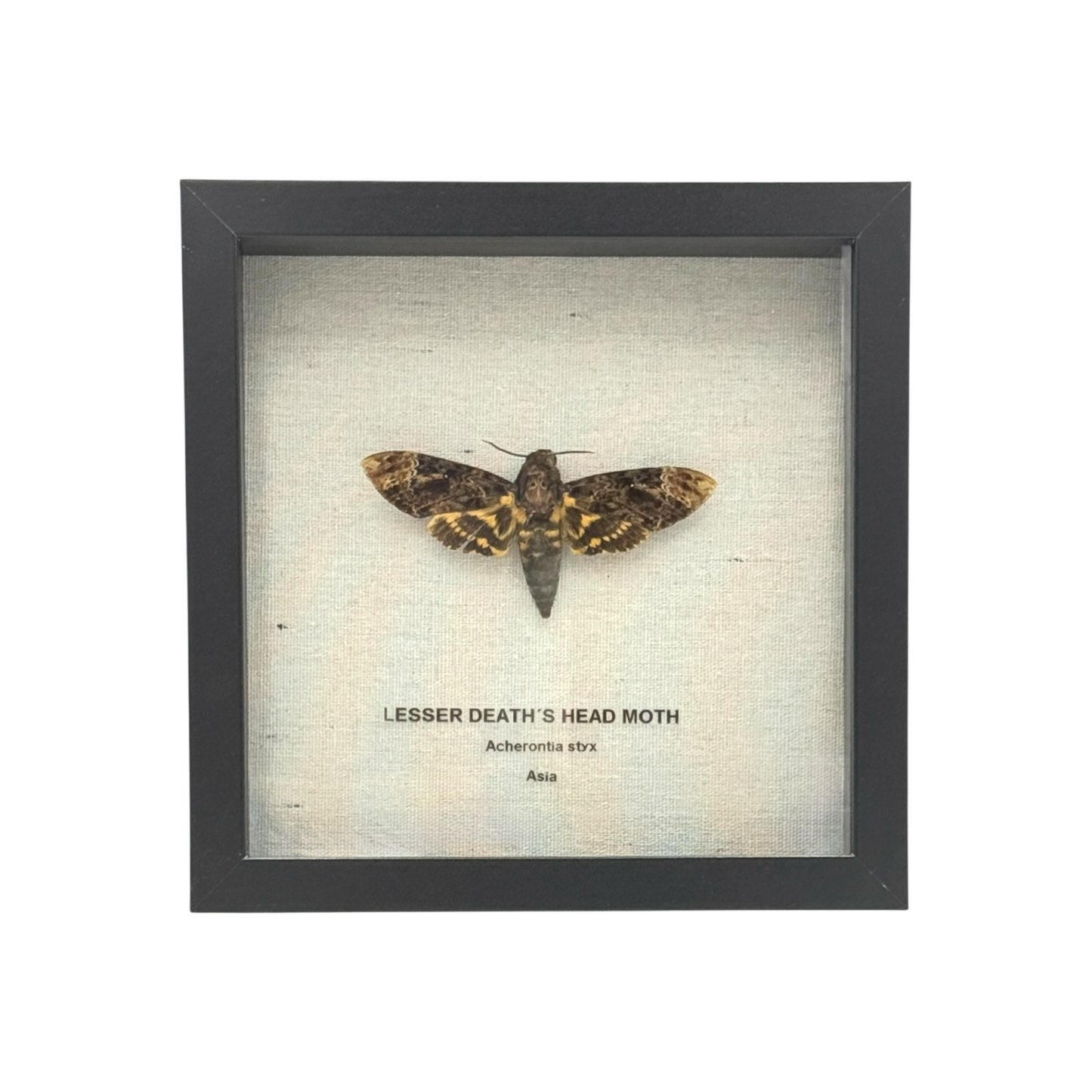 Lesser Death's Head Hawkmoth