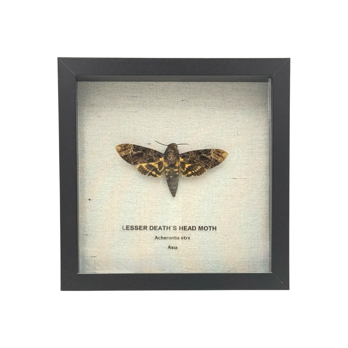 Lesser Death's Head Hawkmoth