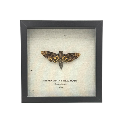 Lesser Death's Head Hawkmoth