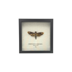 Lesser Death's Head Hawkmoth