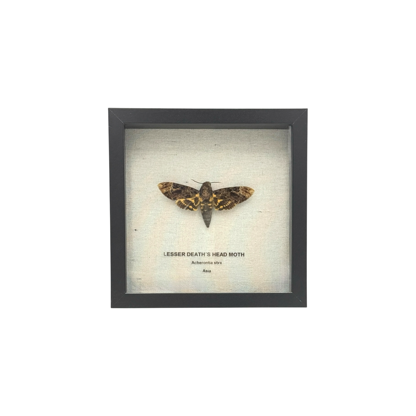 Lesser Death's Head Hawkmoth
