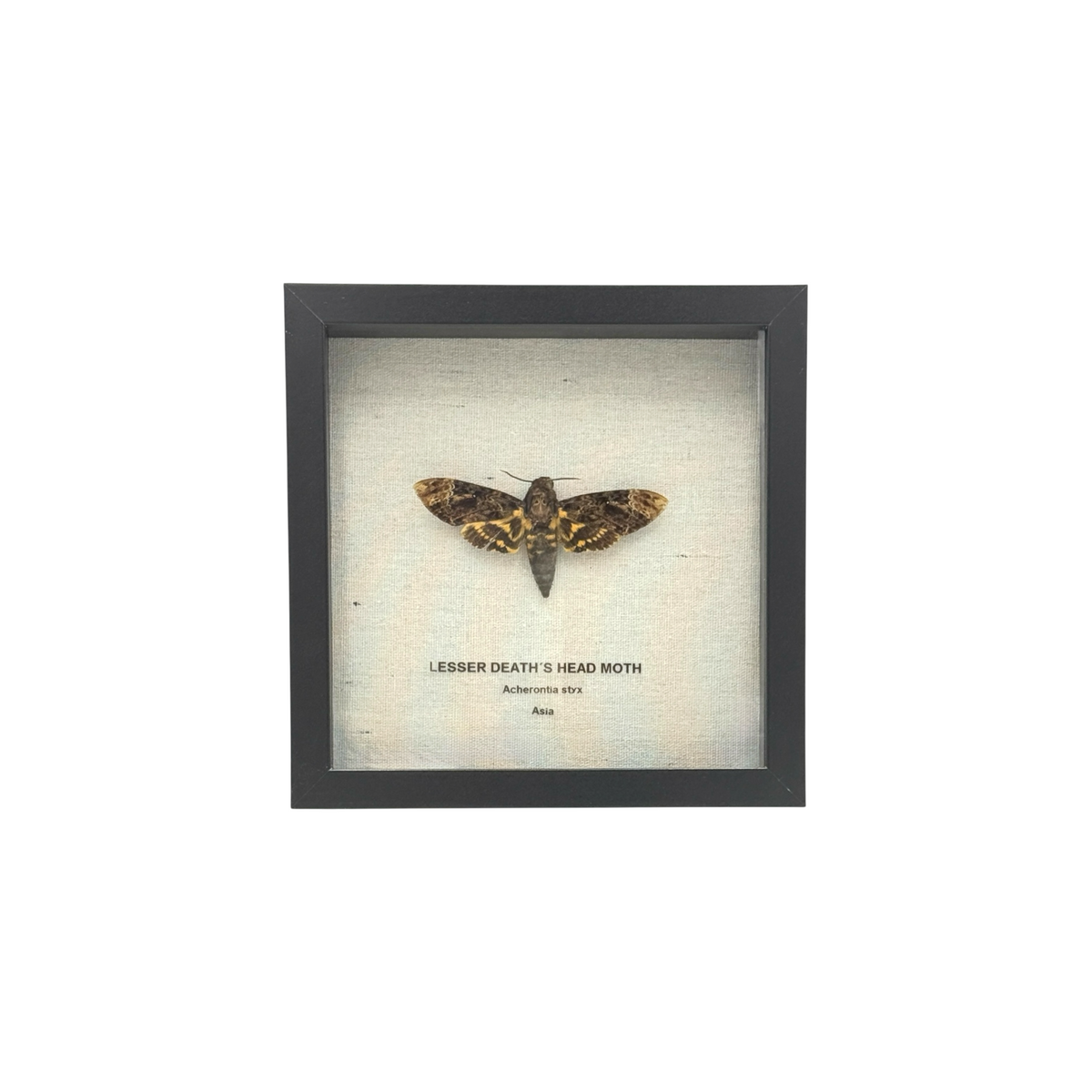 Lesser Death's Head Hawkmoth