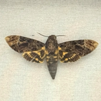 Lesser Death's Head Hawkmoth