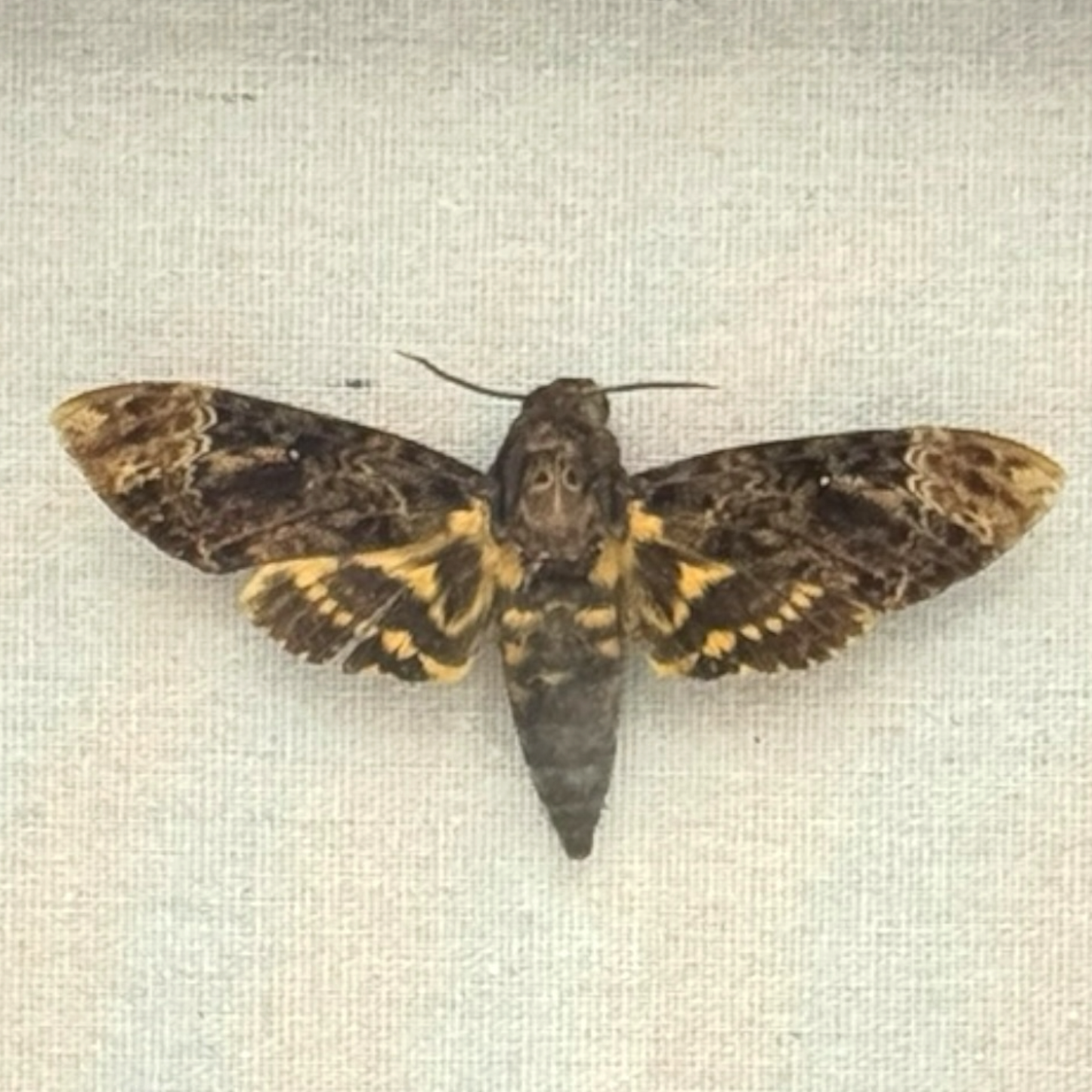 Lesser Death's Head Hawkmoth