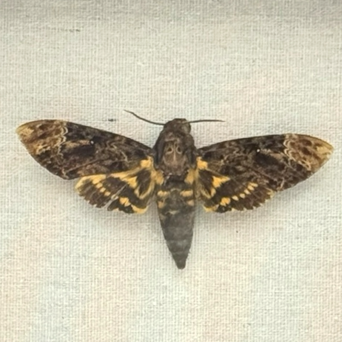 Lesser Death's Head Hawkmoth