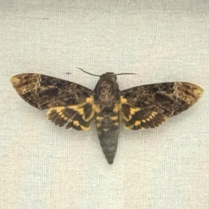 Lesser Death's Head Hawkmoth