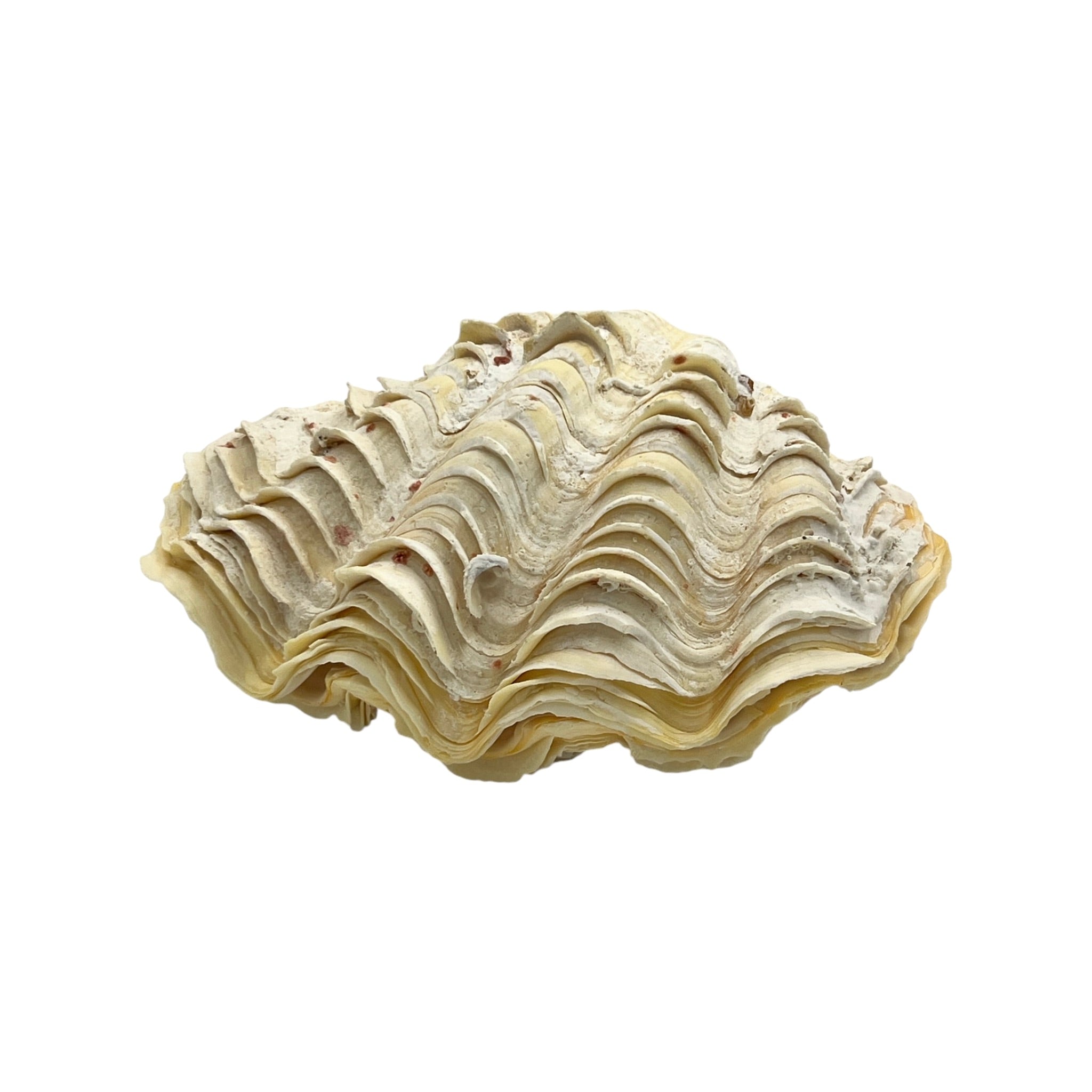 De Rasa Shells Derasa Clam Shell – 6.5