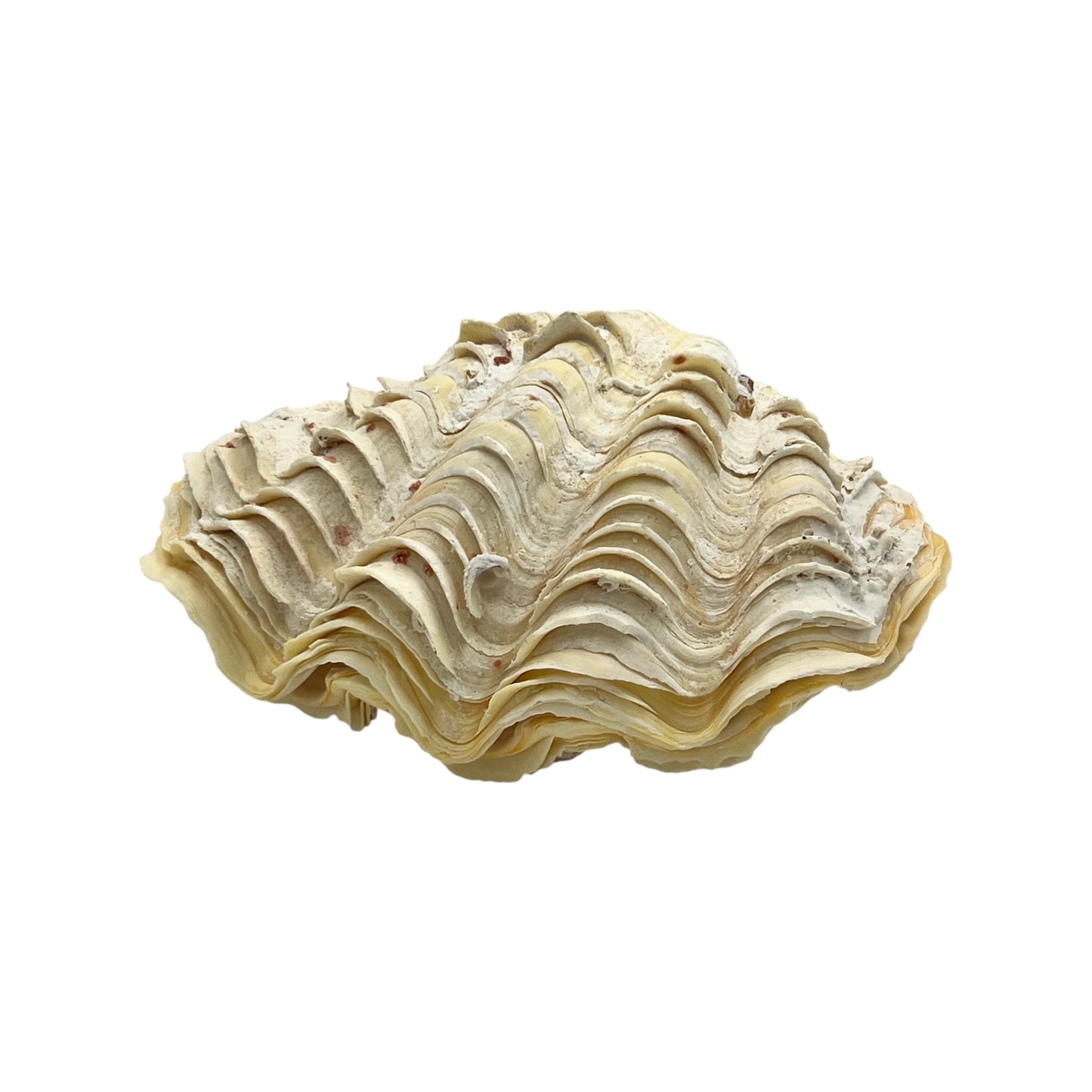 Derasa Clam (6.5")