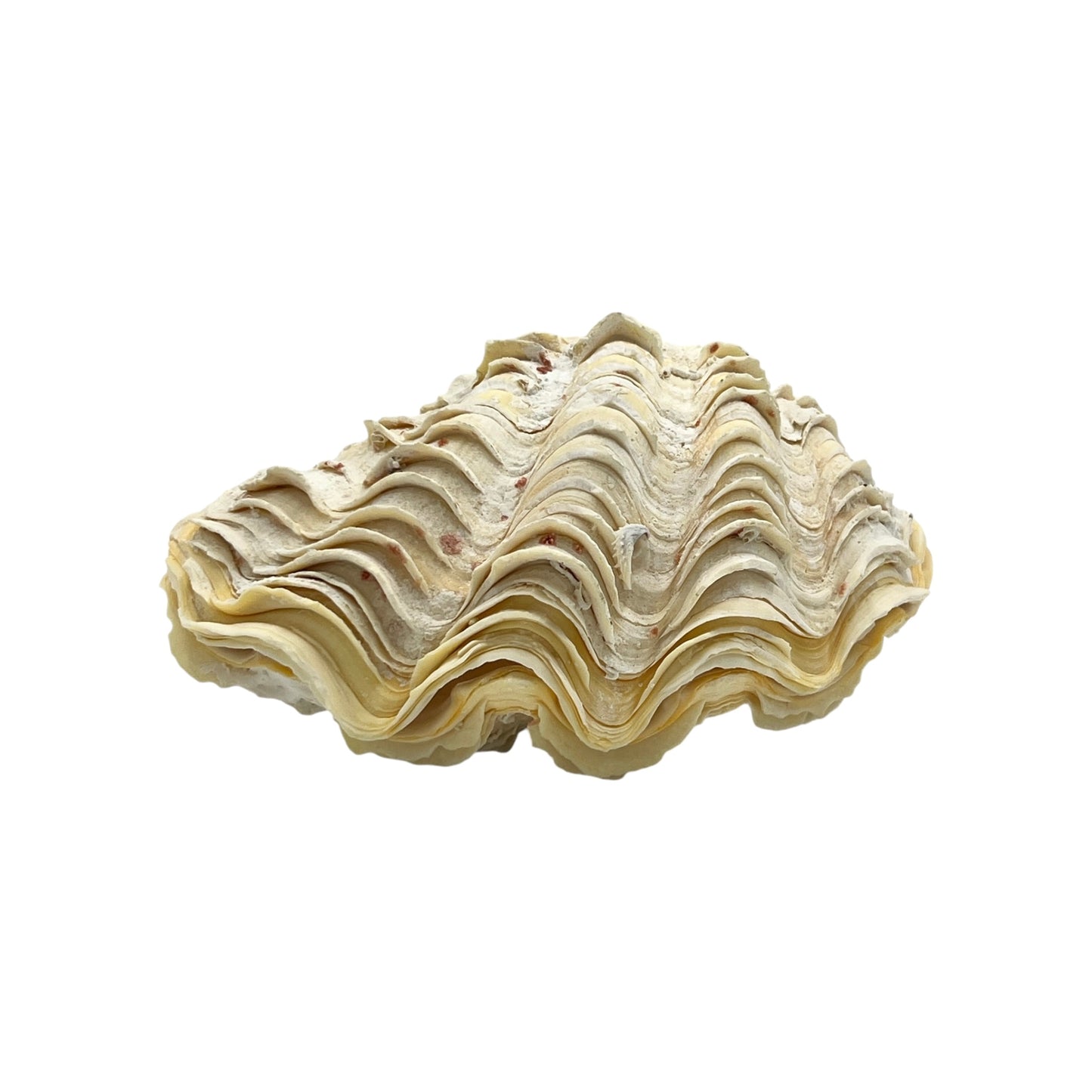 Derasa Clam (6.5")