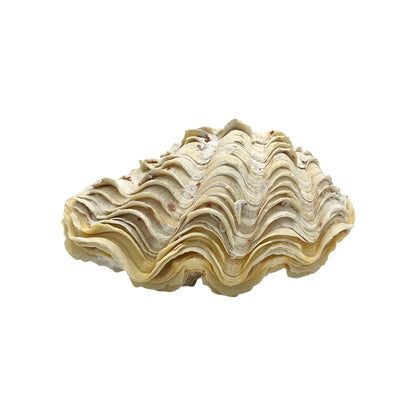 Derasa Clam (6.5")