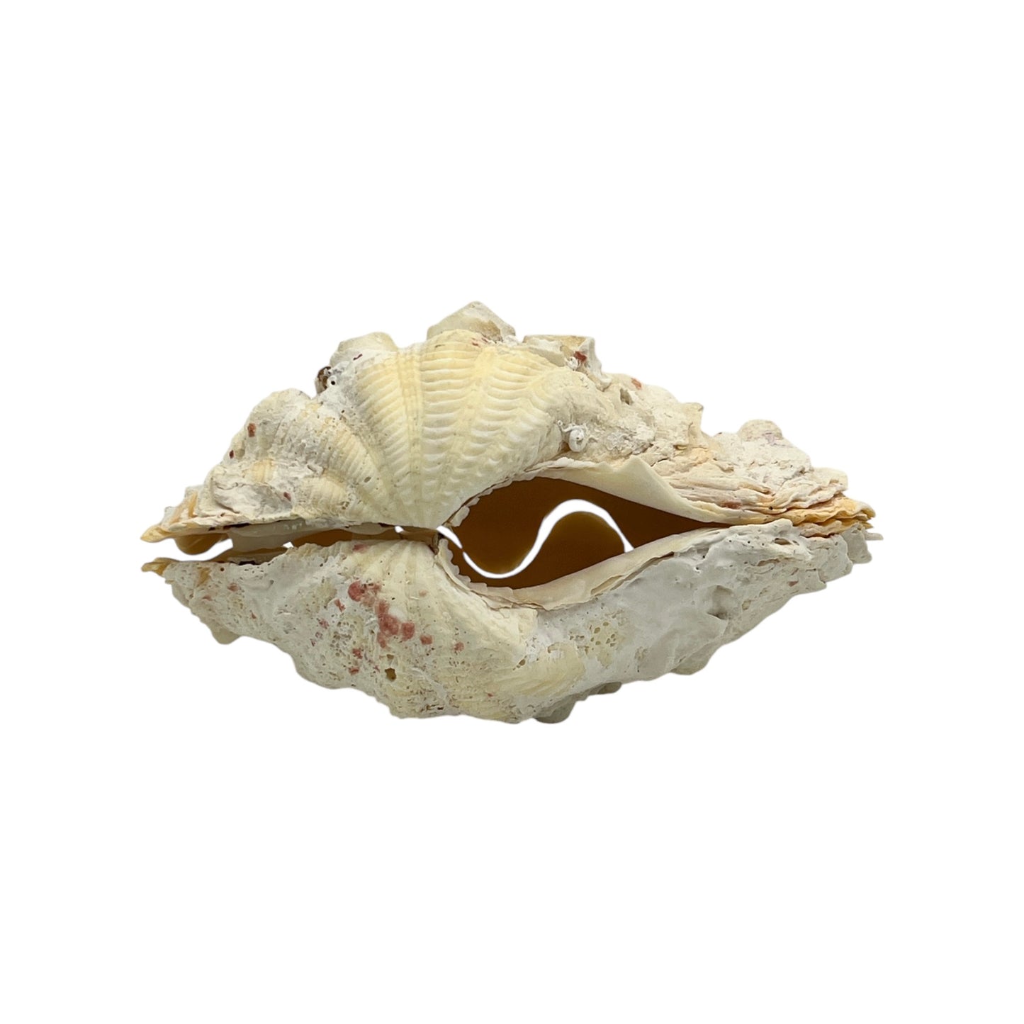 Derasa Clam (6.5")