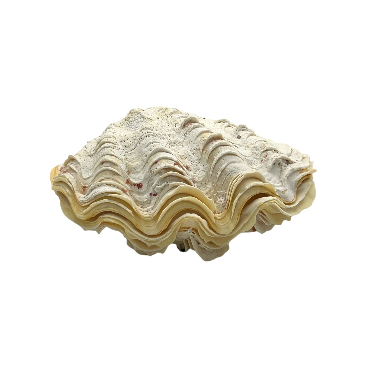 Derasa Clam (6.5")