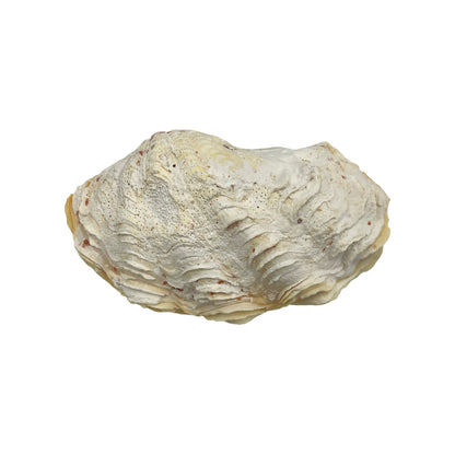 Derasa Clam (6.5")