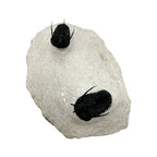 Devil Horn Cyphaspis Trilobite Pair
