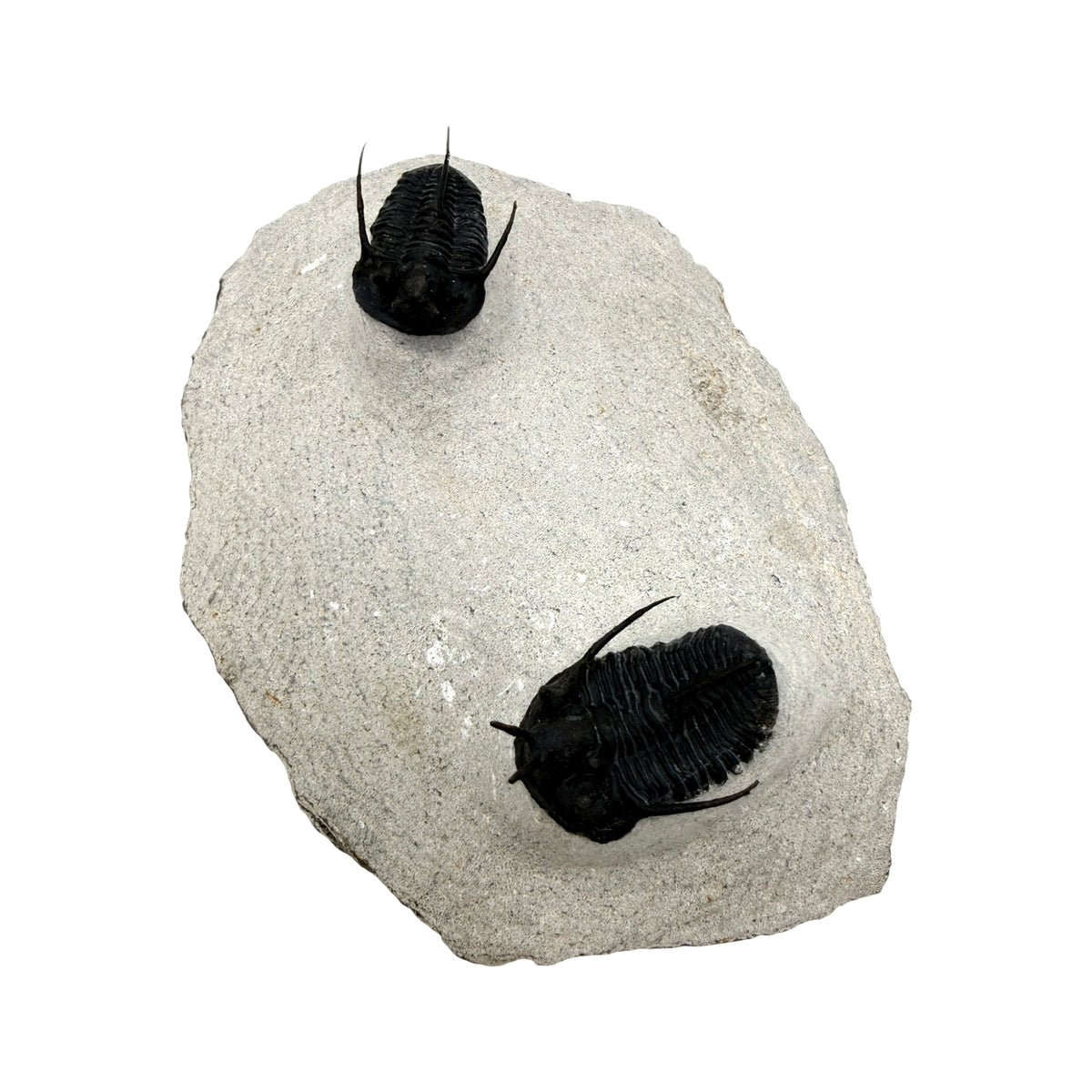 Devil Horn Cyphaspis Trilobite Pair