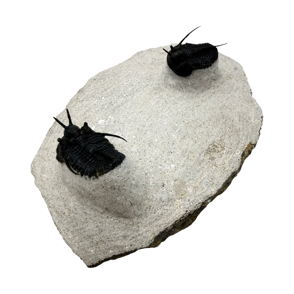Devil Horn Cyphaspis Trilobite Pair