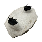 Devil Horn Cyphaspis Trilobite Pair