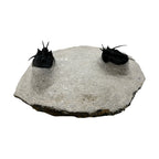Devil Horn Cyphaspis Trilobite Pair