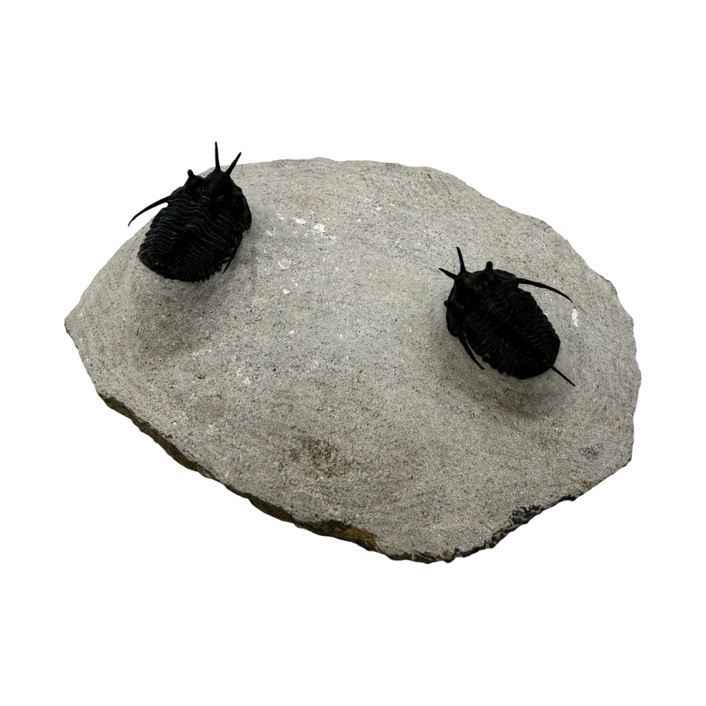 Devil Horn Cyphaspis Trilobite Pair