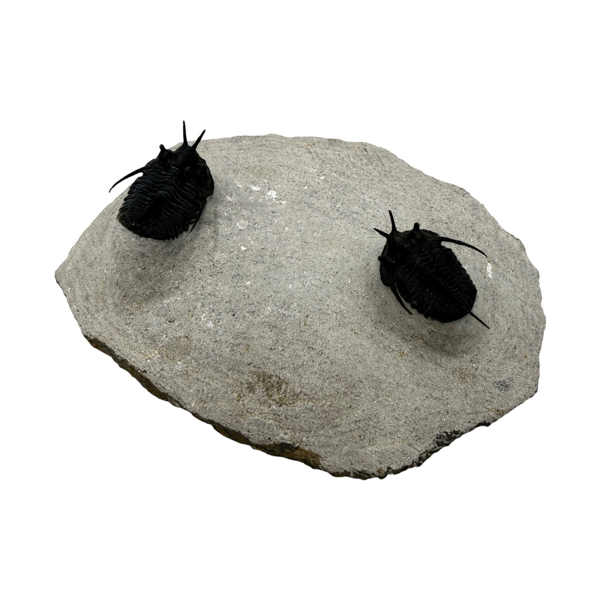 Devil Horn Cyphaspis Trilobite Pair