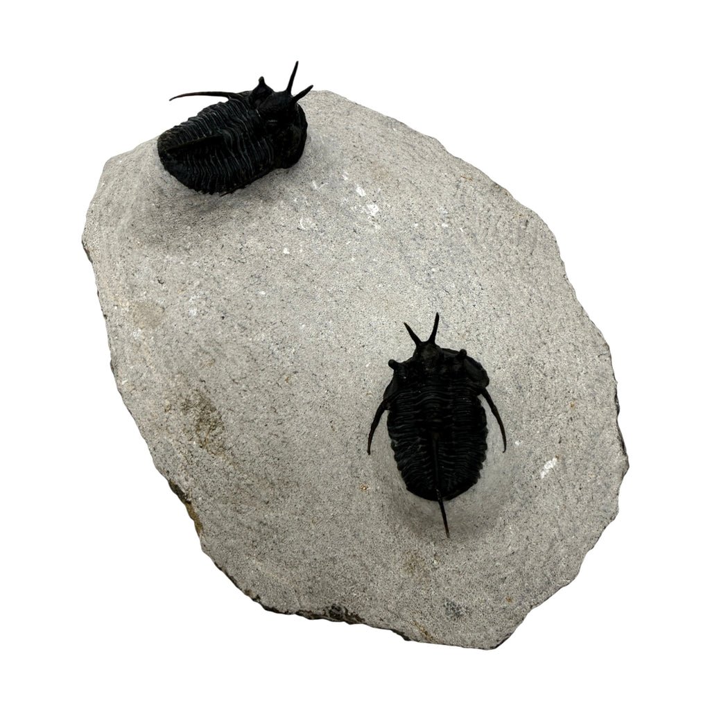Devil Horn Cyphaspis Trilobite Pair