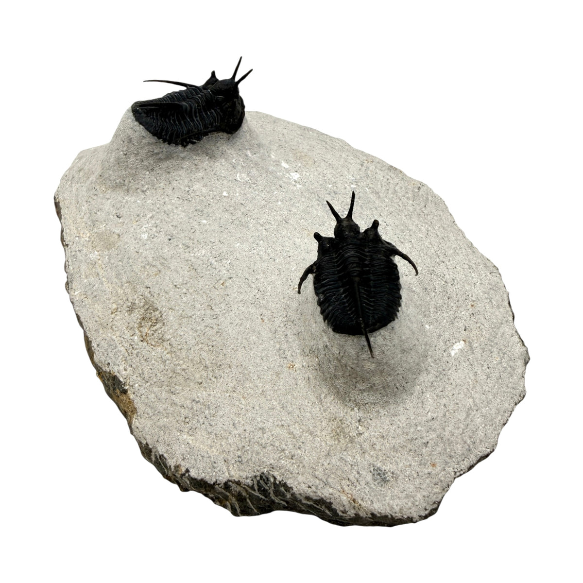 Devil Horn Cyphaspis Trilobite Pair