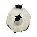 Devil Horn Cyphaspis Trilobite Pair