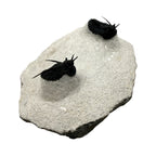 Devil Horn Cyphaspis Trilobite Pair