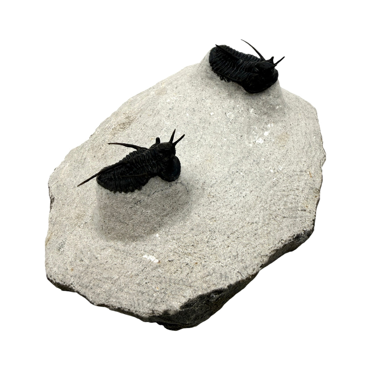 Devil Horn Cyphaspis Trilobite Pair