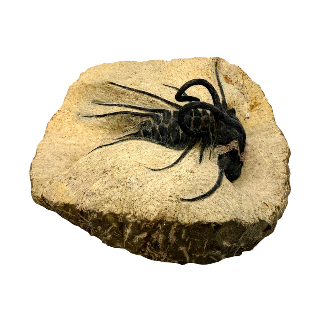 Dicranurus monstrosus Trilobite