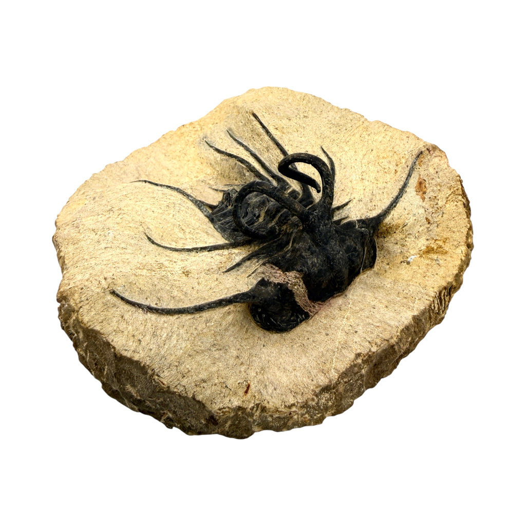 Dicranurus monstrosus Trilobite
