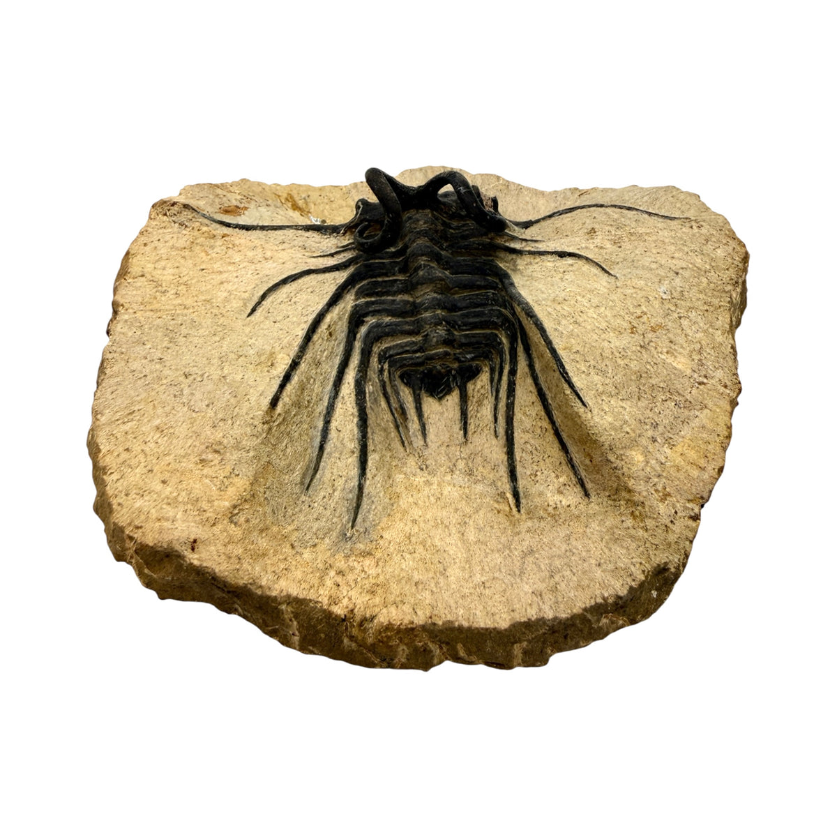 Dicranurus monstrosus Trilobite