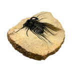Dicranurus monstrosus Trilobite