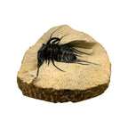Dicranurus monstrosus Trilobite