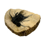 Dicranurus monstrosus Trilobite