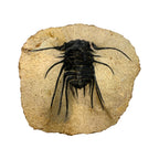 Dicranurus monstrosus Trilobite