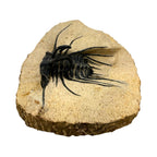 Dicranurus monstrosus Trilobite