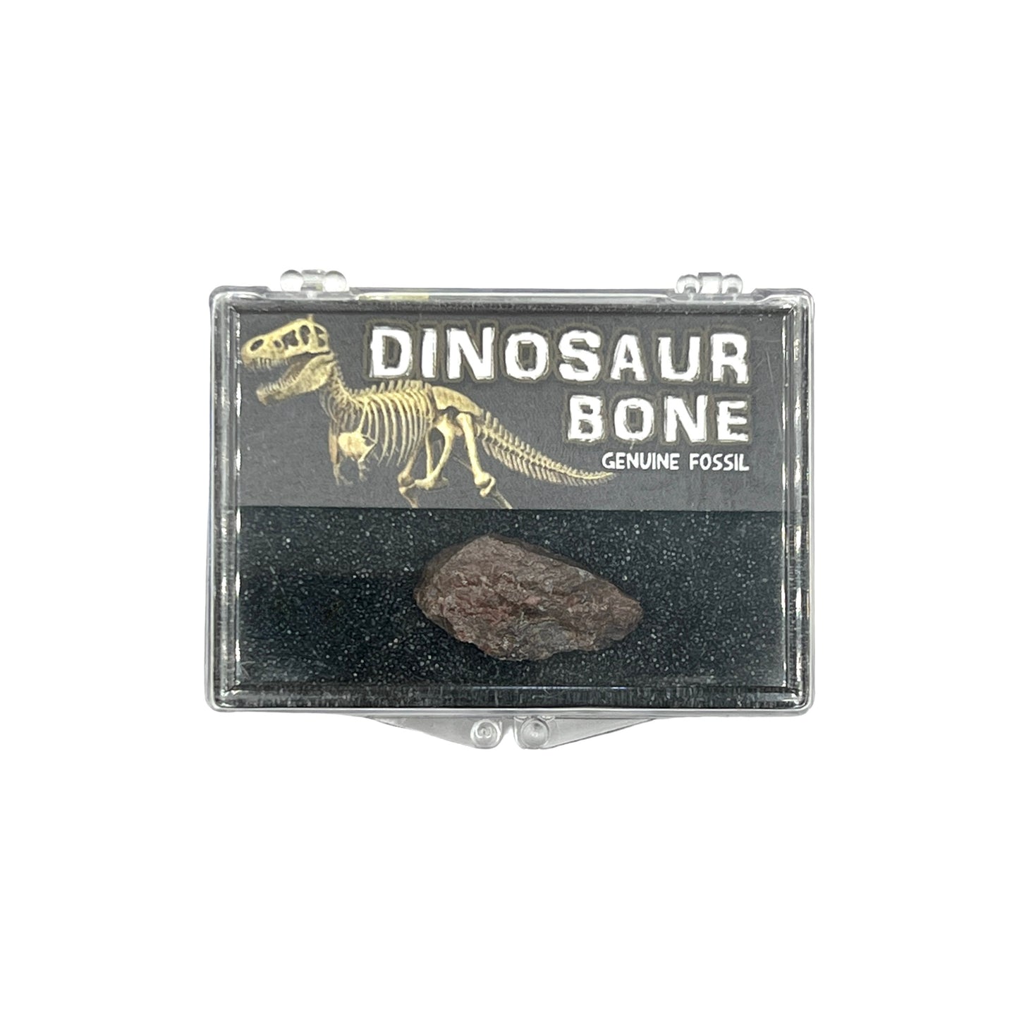 Dinosaur Bone + Case