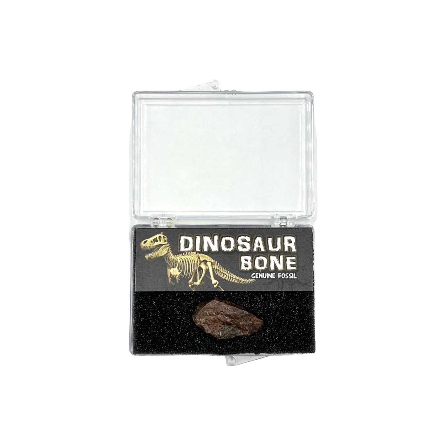 Dinosaur Bone + Case