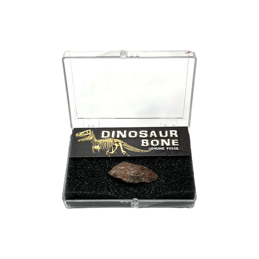 Dinosaur Bone + Case