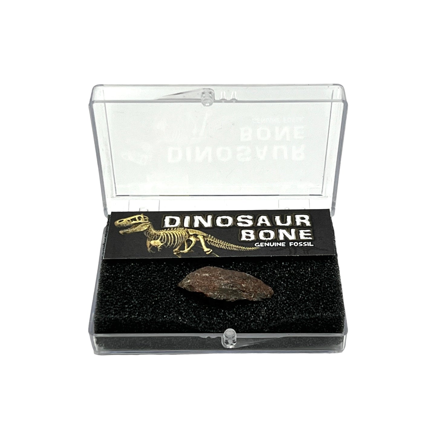 Dinosaur Bone + Case