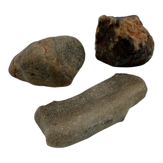 Tumbled Dinosaur Bone