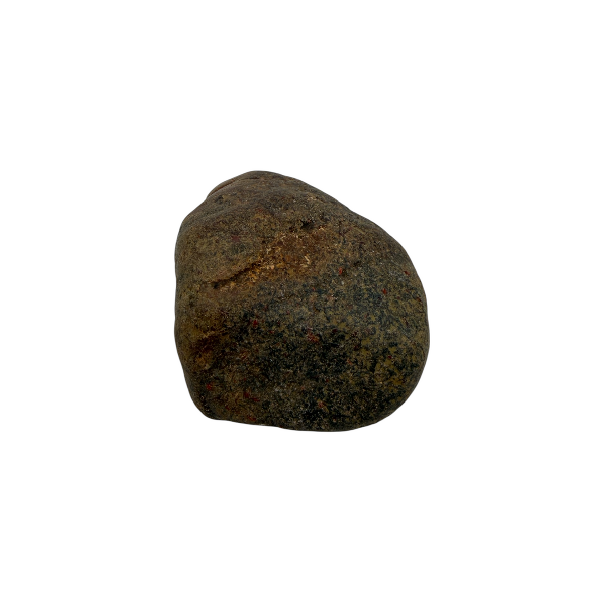 Tumbled Dinosaur Bone