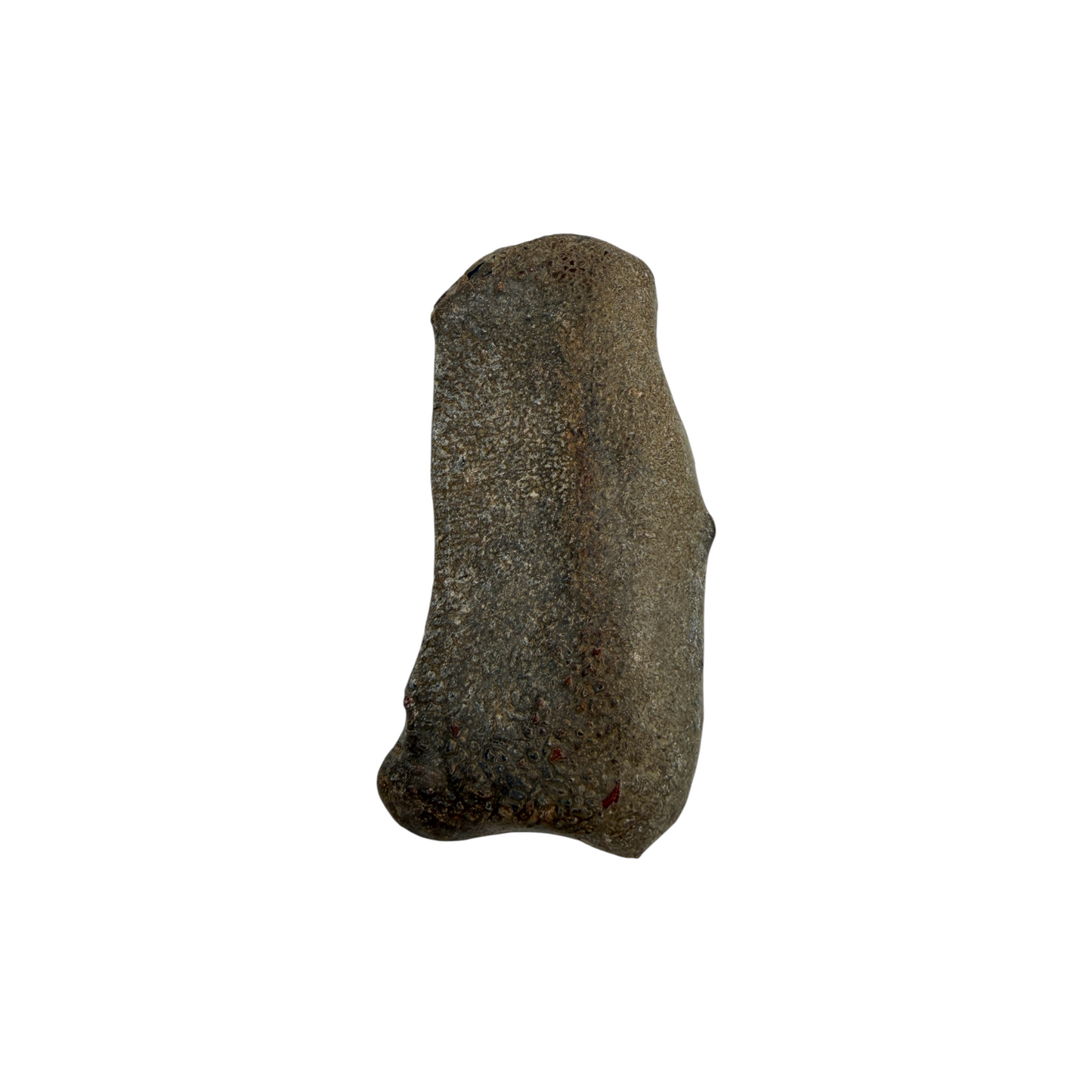 Tumbled Dinosaur Bone