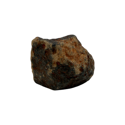 Tumbled Dinosaur Bone