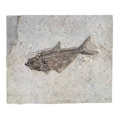 Fossil Fish Wall Plate (Diplomystus)