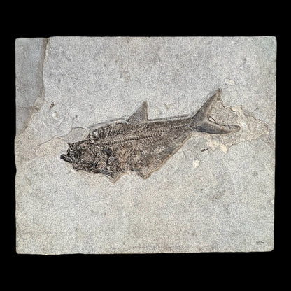 Fossil Fish Wall Plate (Diplomystus)