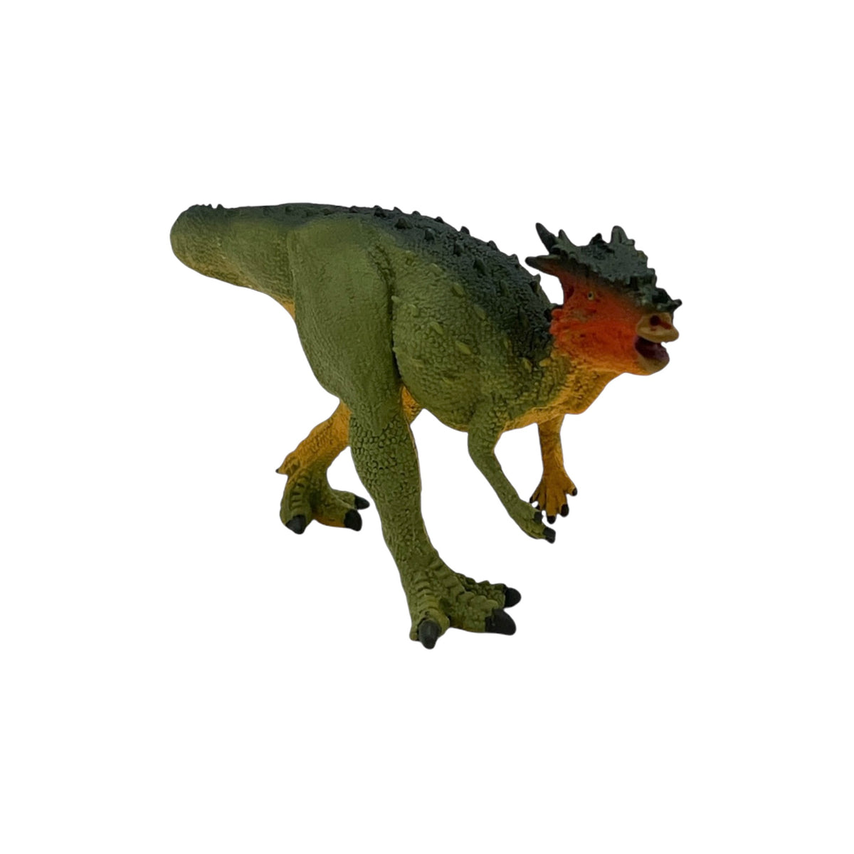 Dracorex (Safari)