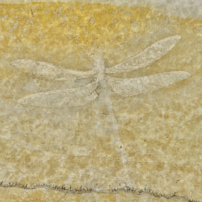 Fossil Dragonfly