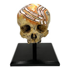 Dreamtime Skull